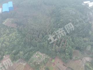 邵阳邵阳县 56亩 乔木林地 经营权出租