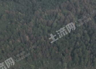 邵阳邵阳县 80亩 乔木林地 经营权出租