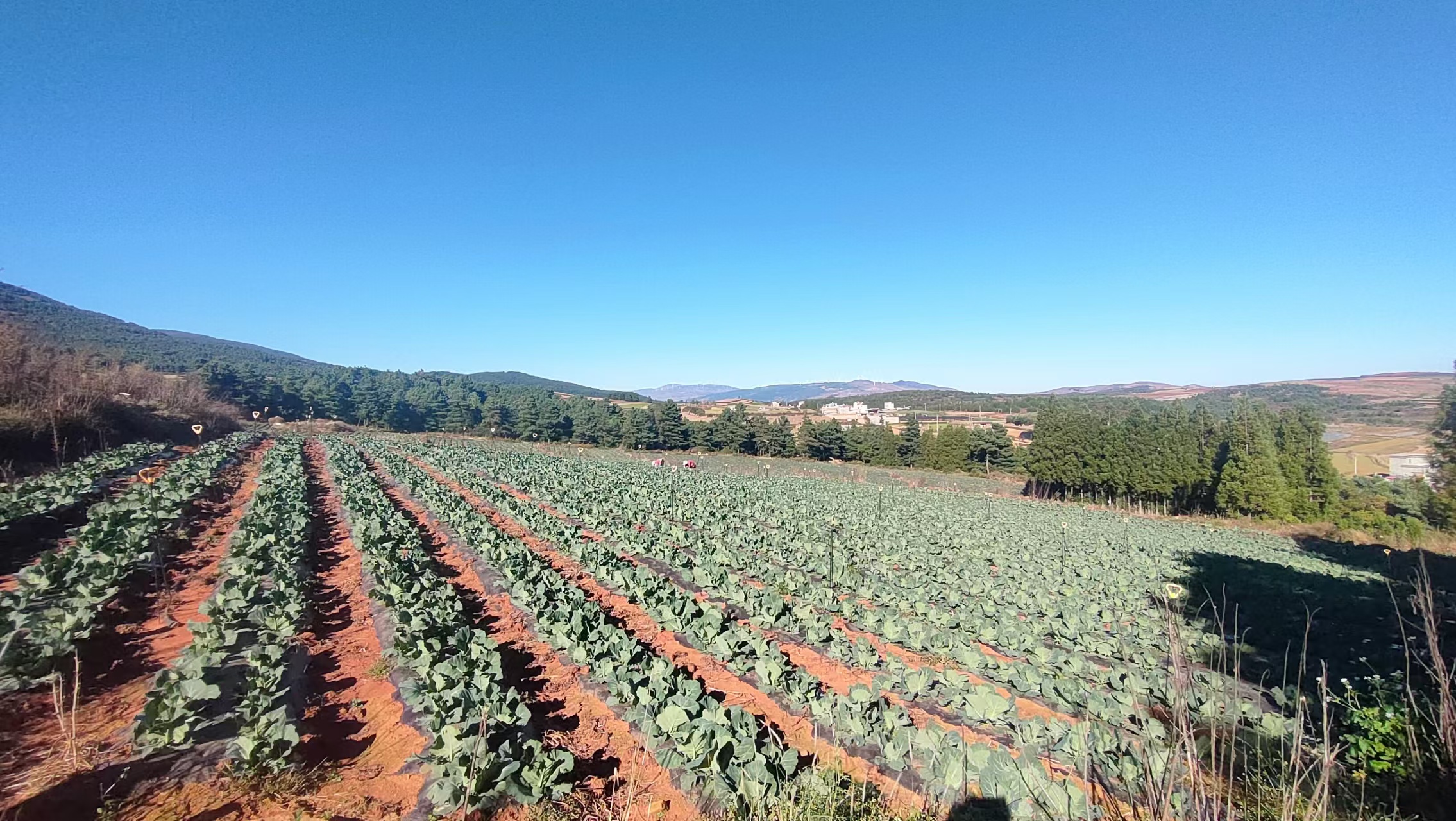 昆明寻甸回族彝族自治县 50亩 水浇地 经营权出租