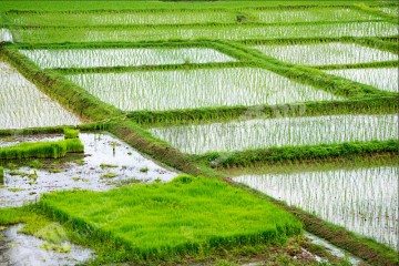 九江修水县 74.64亩 水田 经营权出租