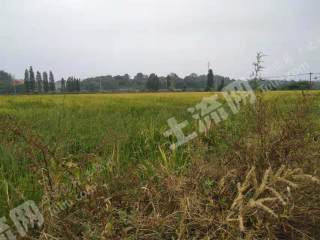 宜春丰城市 482亩 水田 经营权出租