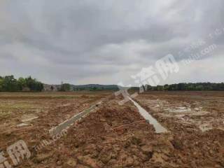 宜春丰城市 317亩 水田 经营权出租