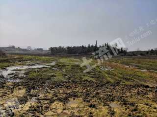 宜春丰城市 718亩 水田 经营权出租