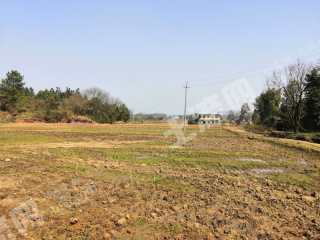 宜春丰城市 222亩 水田 经营权出租