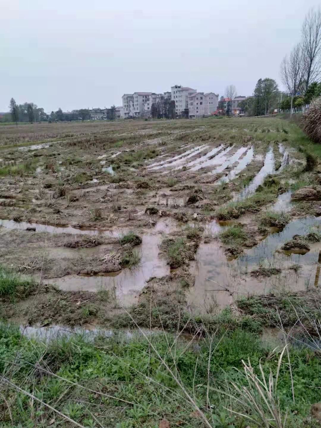 宜春丰城市 2941亩 水田 经营权出租