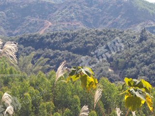 南宁横州市 110亩 果园 经营权转让