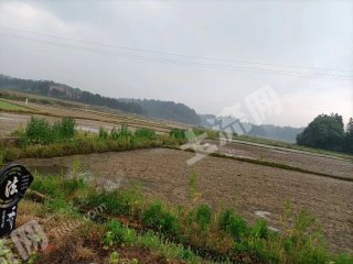 宜春丰城市 200亩 水田 经营权出租