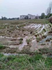 宜春丰城市 122亩 水田 经营权出租