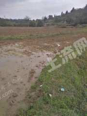 宜春丰城市 128亩 水田 经营权出租