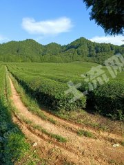 上饶德兴市 200亩 茶园 经营权出租