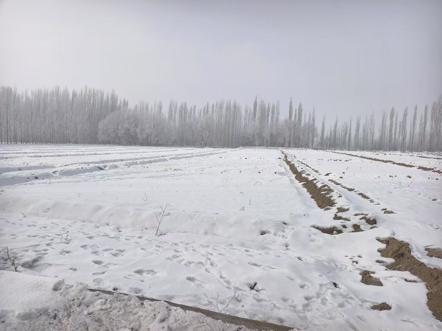 阿克苏拜城县 202亩 水浇地 经营权出租