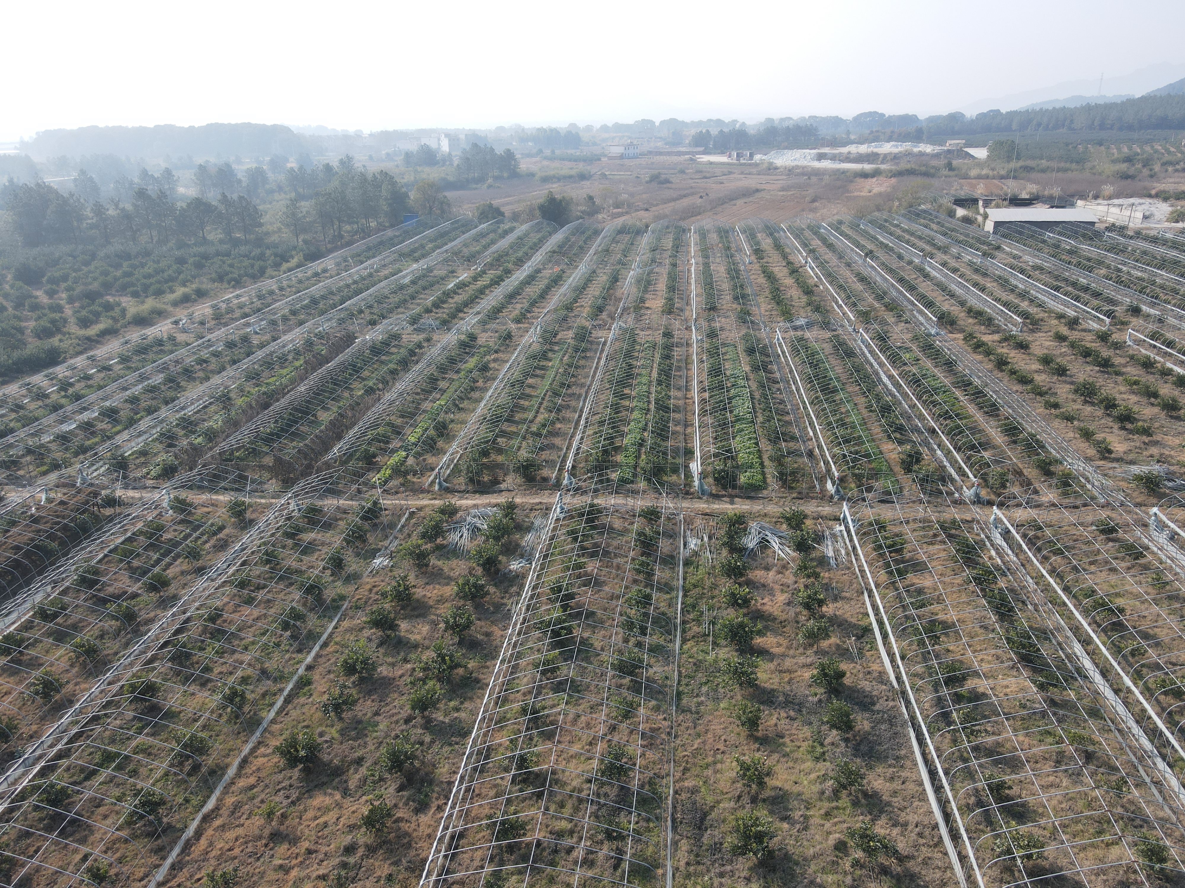 新余渝水区80.0亩果园经营权出租