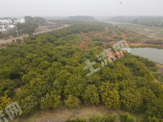 江西新余 80亩 果园 经营权出租