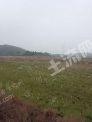 宜春高安市 310亩 水田 经营权出租