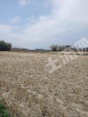 南宁上林县 200亩 水田 经营权出租