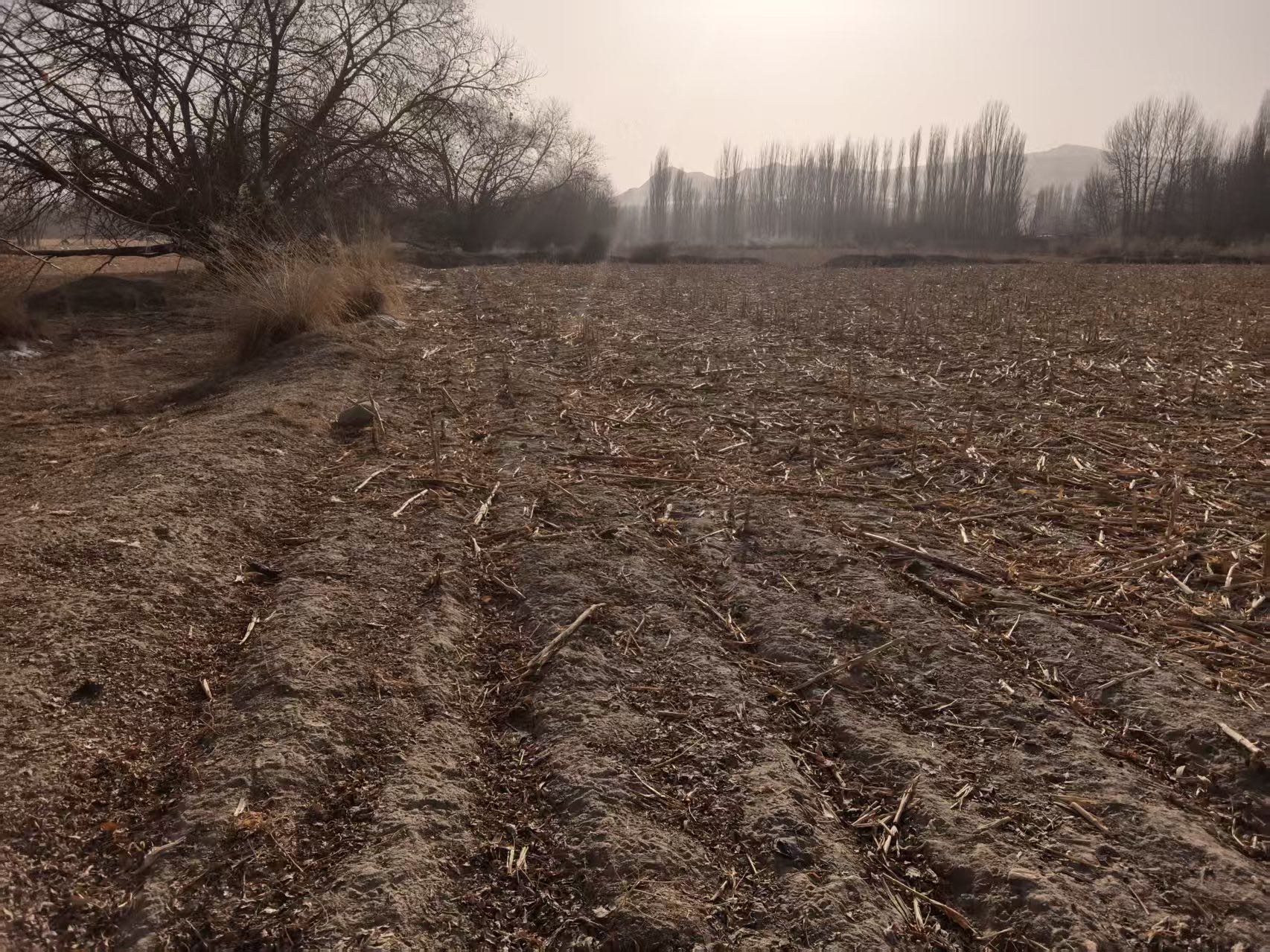 阿克苏拜城县 150亩 水浇地 经营权出租