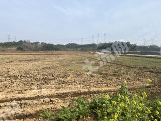 新余渝水区 300亩 水田 经营权出租