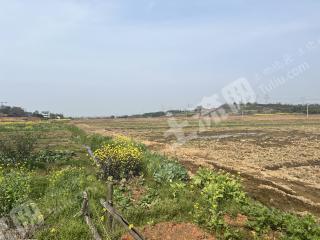 新余渝水区 300亩 水田 经营权出租