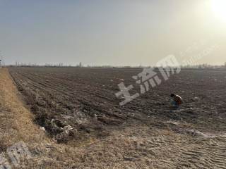 阿克苏沙雅县 800亩 水浇地 经营权出租