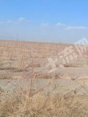 阿克苏阿克苏市6799.7亩乔木林地经营权转包