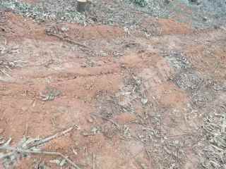 南宁武鸣区 14.2亩 其它林地 经营权出租