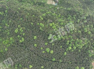 邵阳邵阳县 200亩 其它林地 经营权出租