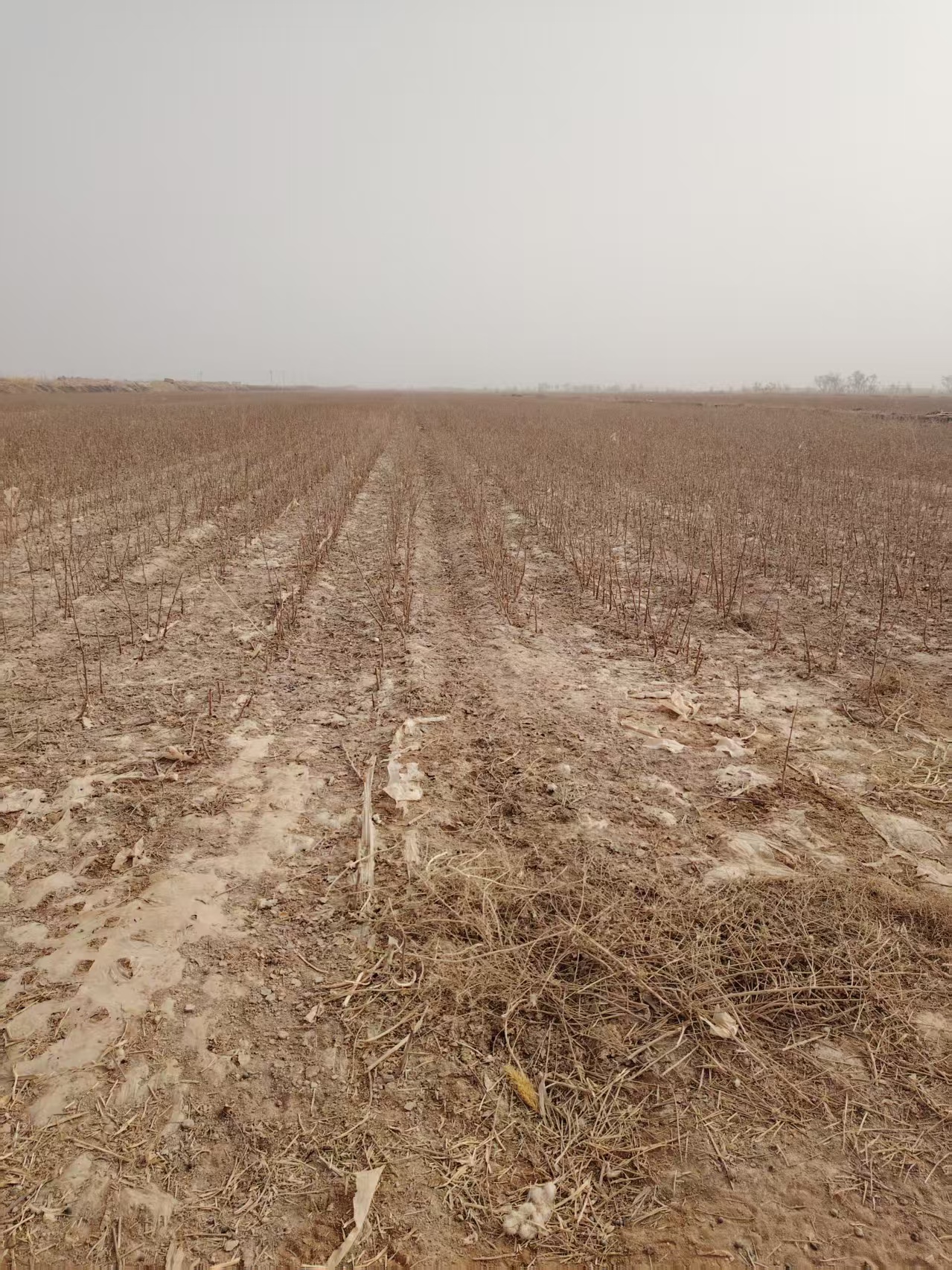 阿克苏柯坪县 124.51亩 水浇地 经营权出租