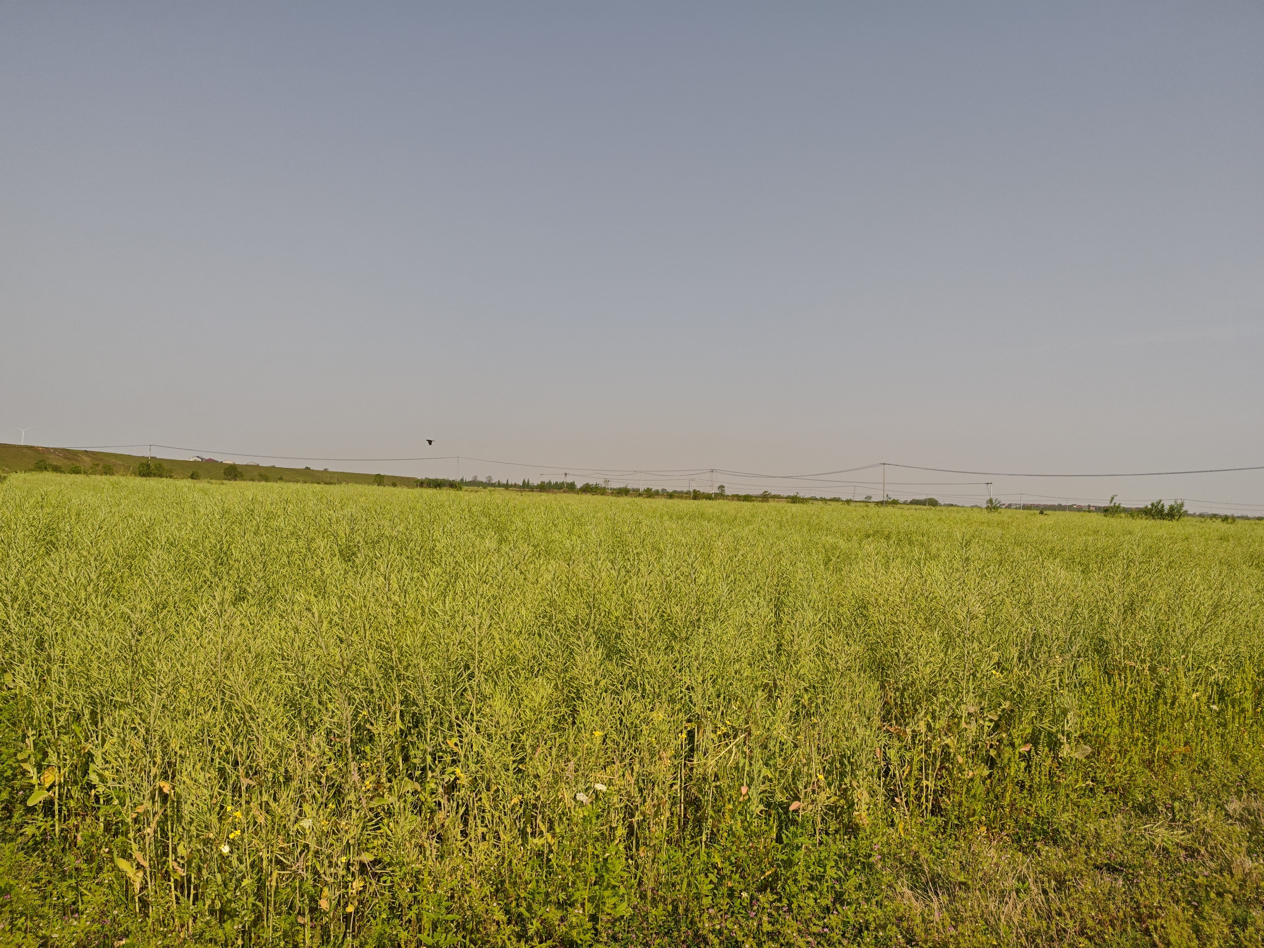 新余渝水区 75亩 水浇地 经营权出租