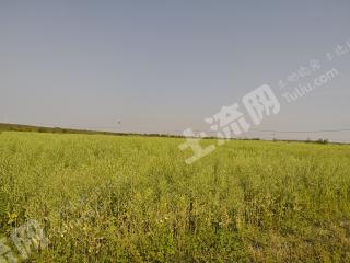 新余渝水区 75亩 水浇地 经营权出租