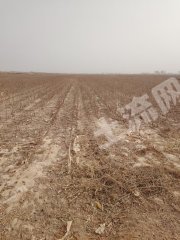 阿克苏柯坪县 124.51亩 水浇地 经营权出租