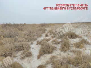 阿克苏温宿县 10000亩 人工牧草地 经营权出租