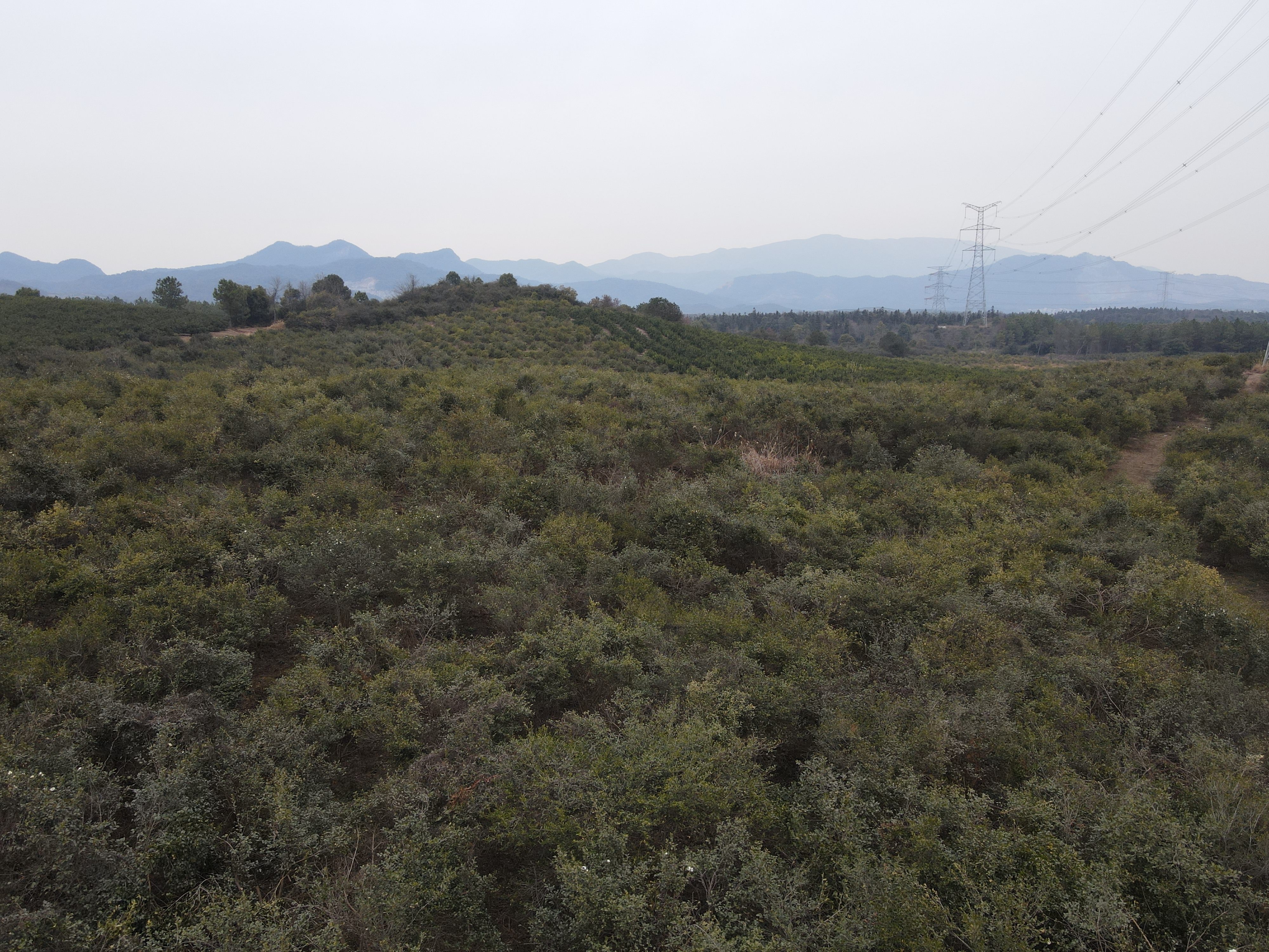 新余渝水区 89亩 其它园地 经营权出租