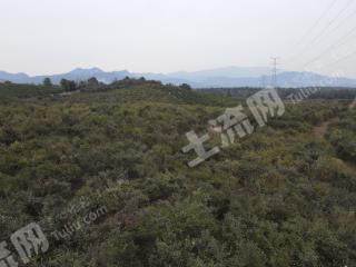 新余渝水区 89亩 其它园地 经营权出租