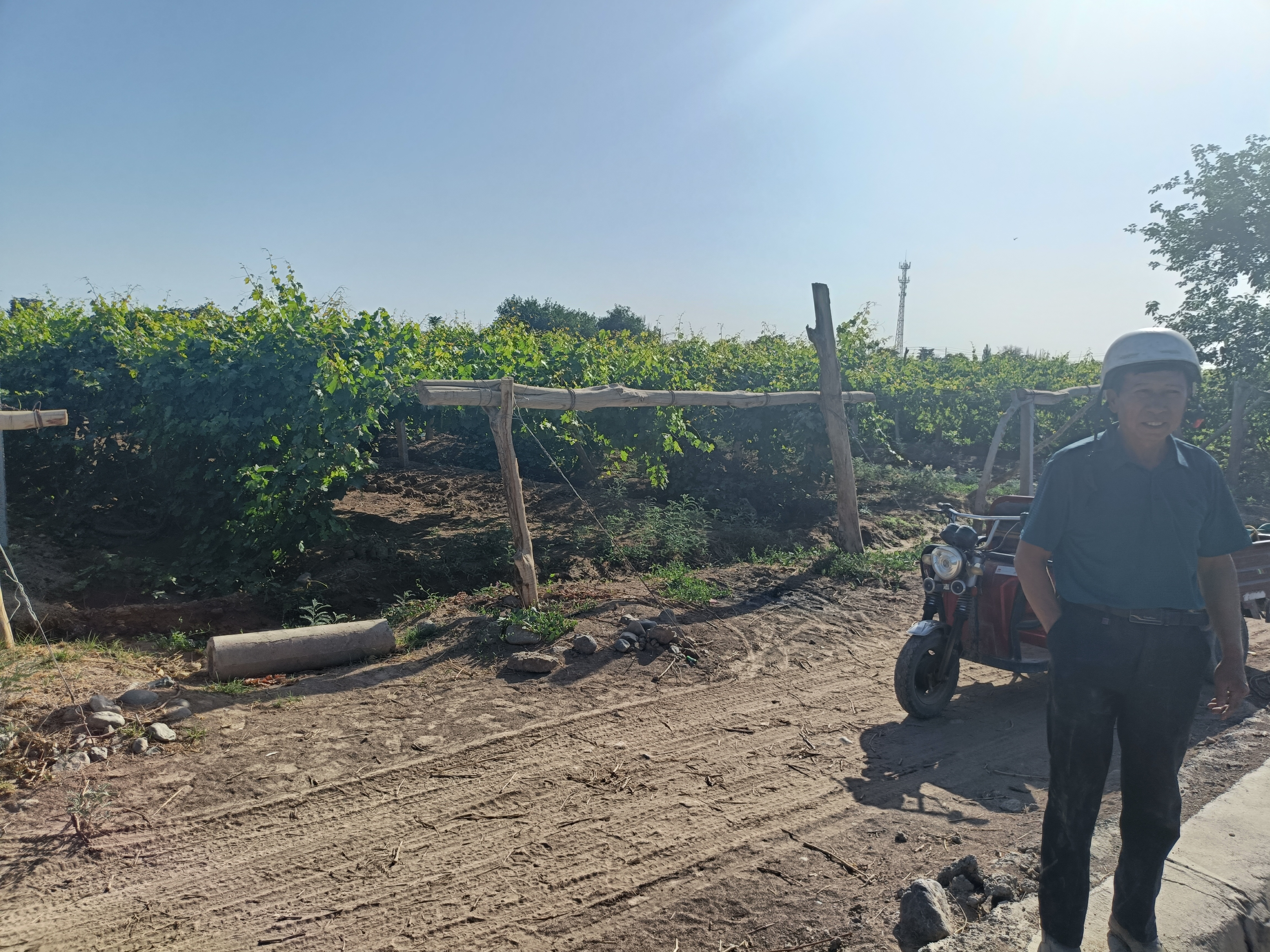 吐鲁番鄯善县 14.7亩 水浇地 经营权出租