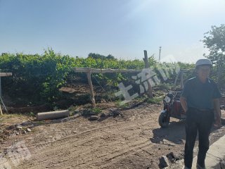 吐鲁番鄯善县 14.7亩 水浇地 经营权出租