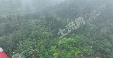邵阳邵阳县 200亩 乔木林地 经营权出租