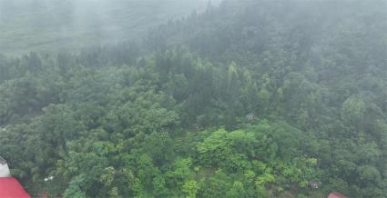 邵阳邵阳县 200亩 乔木林地 经营权出租