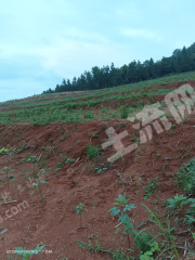 宜春高安市 110亩 旱地 经营权出租