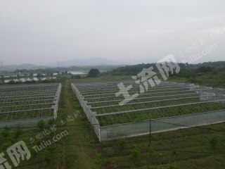 新余渝水区 70亩 果园 经营权出租