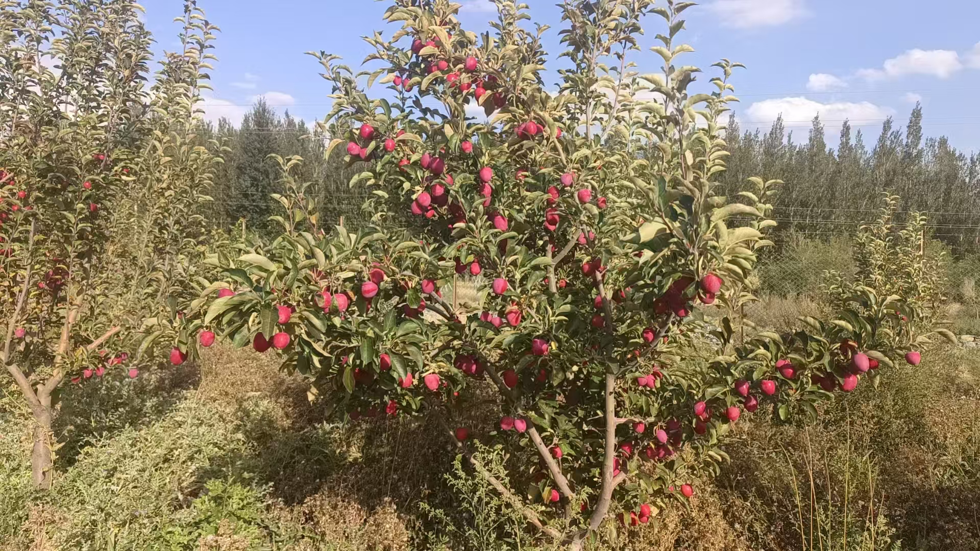 新疆吐鲁番100.0亩其它林地经营权出租