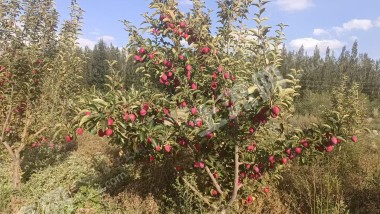 新疆吐鲁番100.0亩其它林地经营权出租