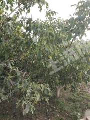 阿克苏温宿县 33.01亩 其它林地 经营权转包