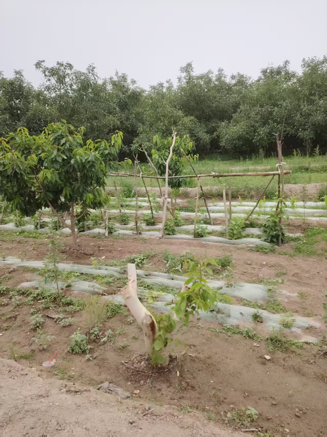 阿克苏阿克苏市 15.87亩 其它林地 经营权转包