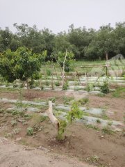 阿克苏阿克苏市 15.87亩 其它林地 经营权转包