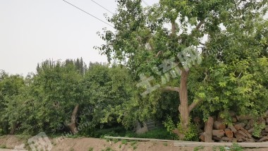 阿克苏阿克苏市 13.32亩 其它林地 经营权转包