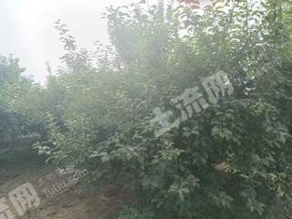 阿克苏阿克苏市 127.6亩 其它林地 经营权转包