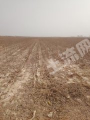 阿克苏柯坪县 124.15亩 水浇地 经营权出租