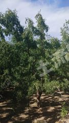 阿克苏阿克苏市 10.4亩 其它林地 经营权转包