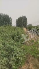 阿克苏阿克苏市 6.95亩 其它林地 经营权转包