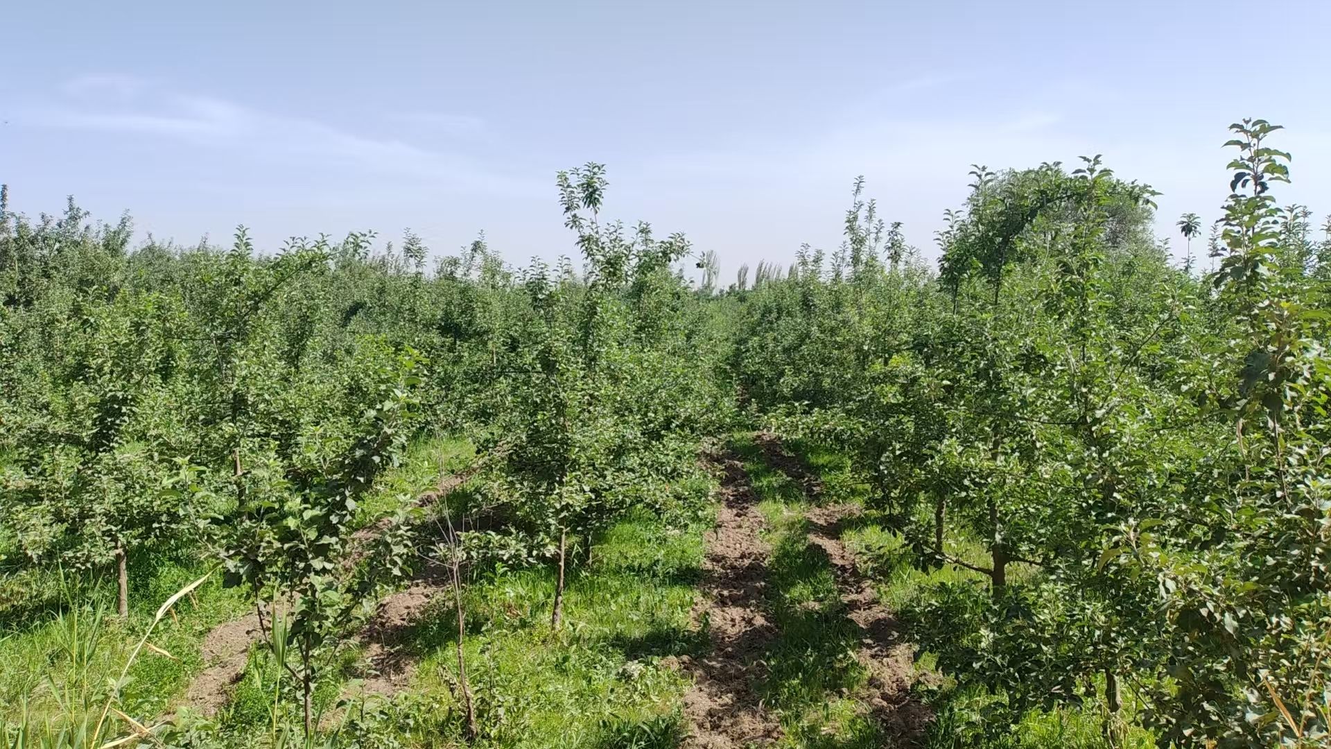 阿克苏阿克苏市 8.17亩 其它林地 经营权转包